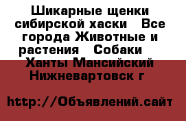 Шикарные щенки сибирской хаски - Все города Животные и растения » Собаки   . Ханты-Мансийский,Нижневартовск г.